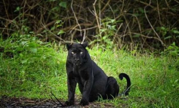 四川相传出现过“霸王猇”，体型跟虎相似，在500年前灭绝了