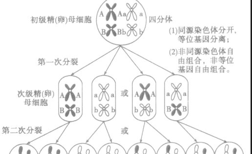 交叉互换是什么意思