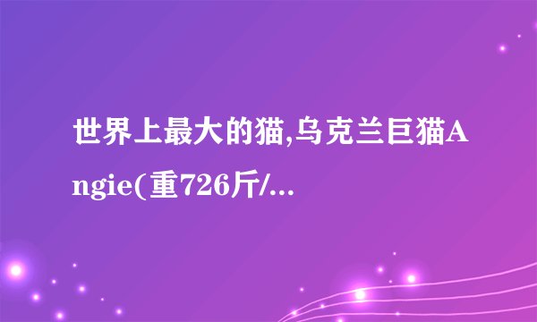世界上最大的猫,乌克兰巨猫Angie(重726斤/核辐射异变)
