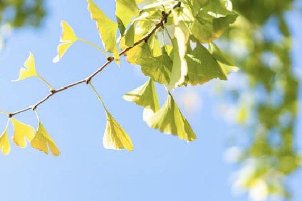 公秋母秋顺口溜