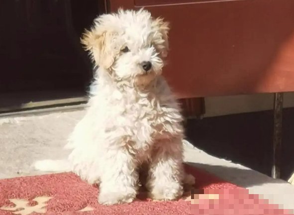 全身黑色毛发比较长带点卷卷的是什么狗啊？