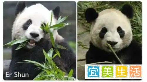 鲜竹告急！两只旅加大熊猫提前回国