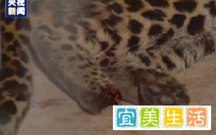 杭州豹子出逃事件整理，到底是谁把人民当傻子耍？
