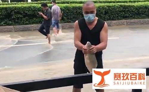 广州雨后路人当街捕鱼,现场接连捕到多条大鱼
