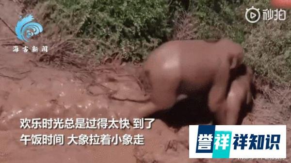 小象不吃饭只想玩水被妈妈推着走 这是咋情况？
