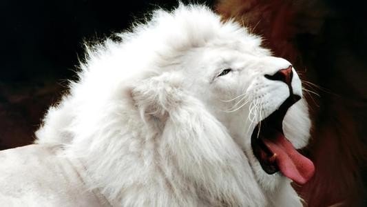 山东济南出生两只白狮双胞胎，白狮繁衍的后代还是白色的吗？