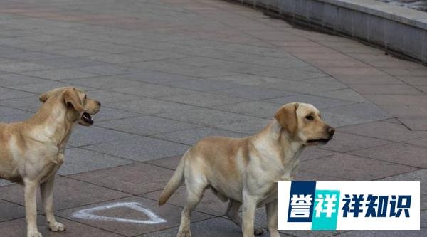 冲上热搜！北京一拉布拉多犬被没收：肩高约80厘米！饲养“汪星人”你需要知道这些事……