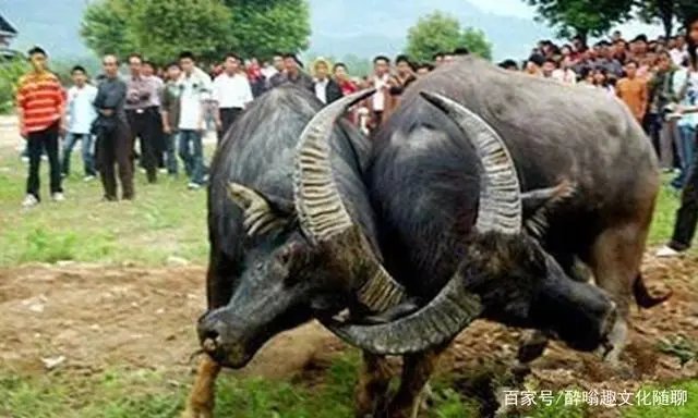 斗牛怎么读