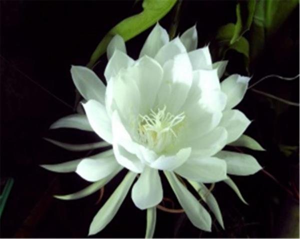 都说昙花一现，本文告诉你昙花一年能开几次，和昙花开花的时间 - 花语大全 - 盆栽百科网