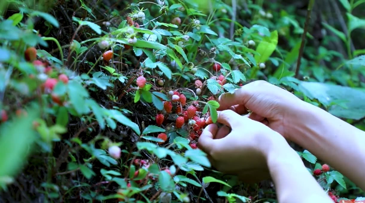 四川两男生离家出走，竟在树上待了两天两夜，他们这两天是如何解决温饱的？