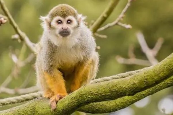 高山深涧打一动物生肖