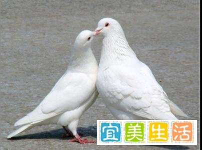 7月6日--国际接吻日