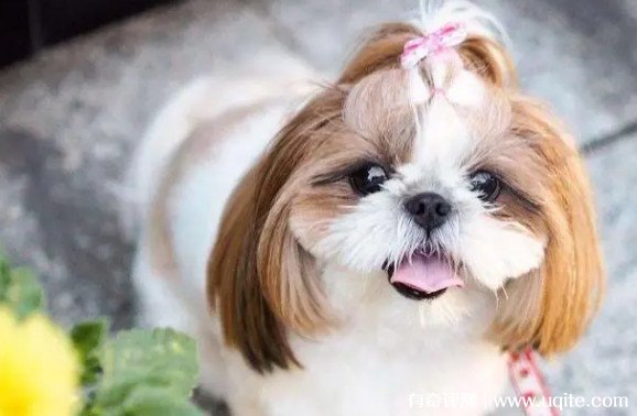 西施犬多少钱一只