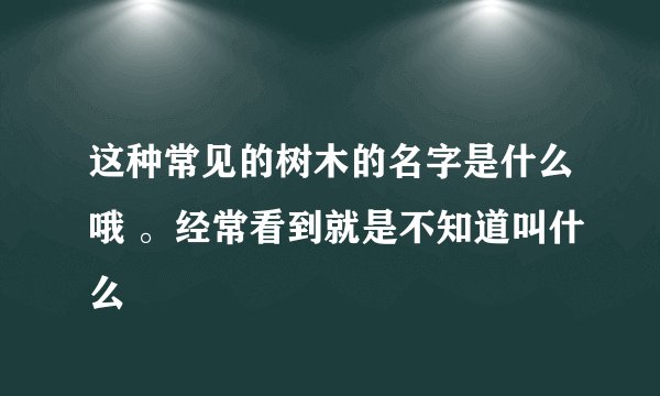 这种常见的树木的名字是什么哦 。经常看到就是不知道叫什么