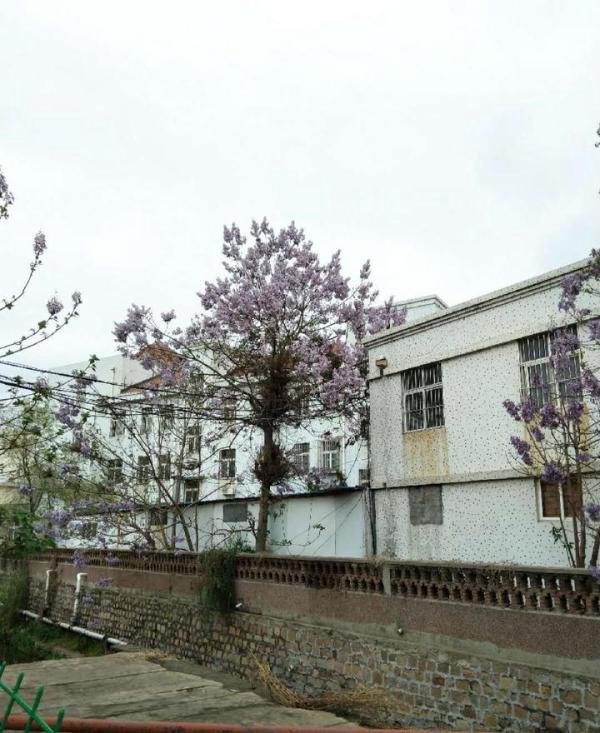 泡桐花开
