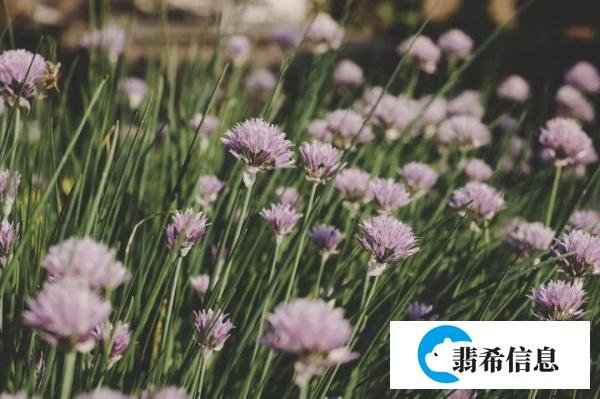 一朝沐杏雨，一生念师恩