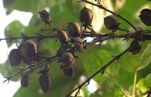 泡桐树值钱吗 市场价格