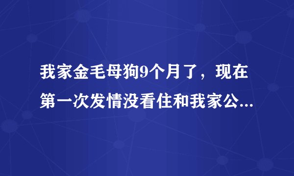 我家金毛母狗9个月了，现在第一次发情没看住和我家公金毛配上了，请问该怎么办？急~~~~~~~~