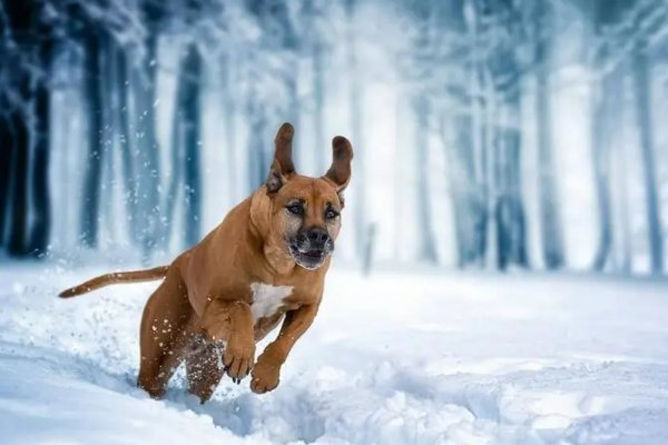 麻木不仁它做不到,心地善良它也做不到是什么动物