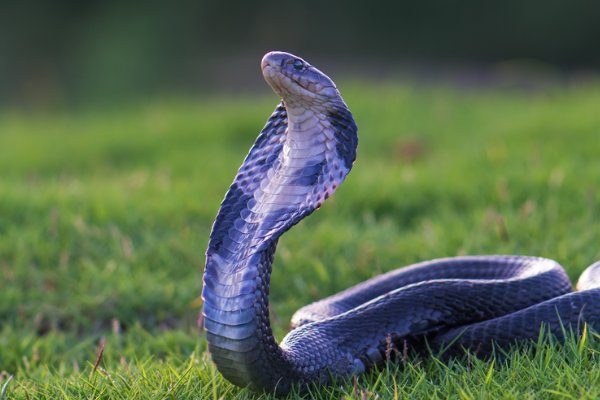 瑟瑟发抖不敢跳打一正确生肖