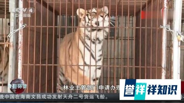 河南伤人老虎所属马戏团无养虎资格 这是咋情况?