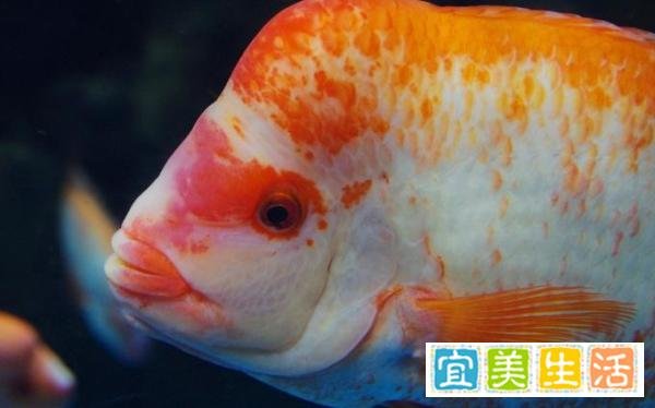 罗汉鱼起头吃什么？