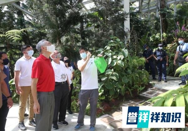 免费观园‖新加坡国花胡姬花（兰花）来啦！
