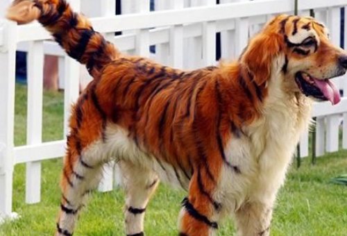 画虎不成反类犬是什么意思