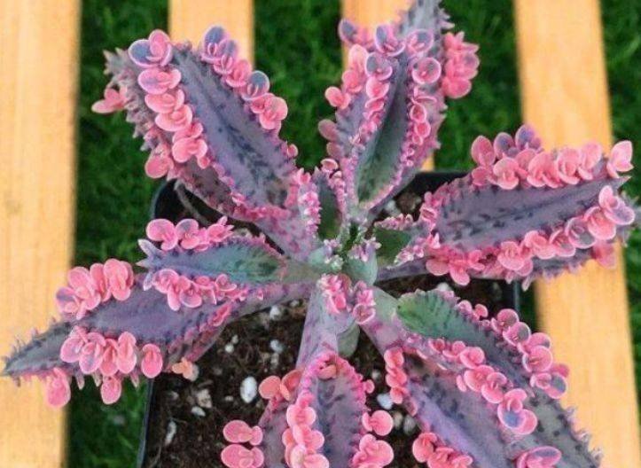 哪些花漂亮又好养，比牡丹好看，饱满又红艳，一上色美翻天呢？