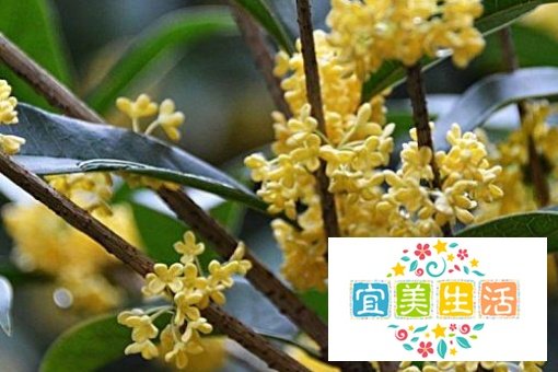 桂子什么什么成语
