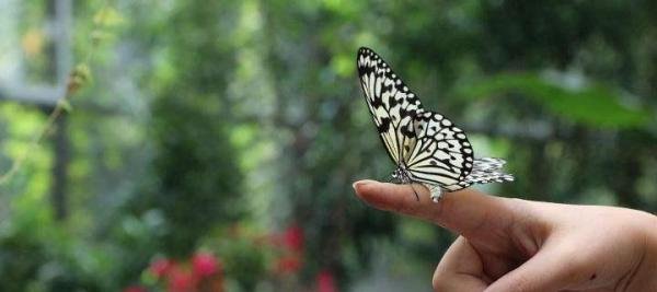 蝴蝶辨别食物味道的方法有哪些