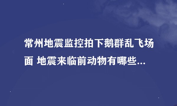 常州地震监控拍下鹅群乱飞场面 地震来临前动物有哪些异常反应