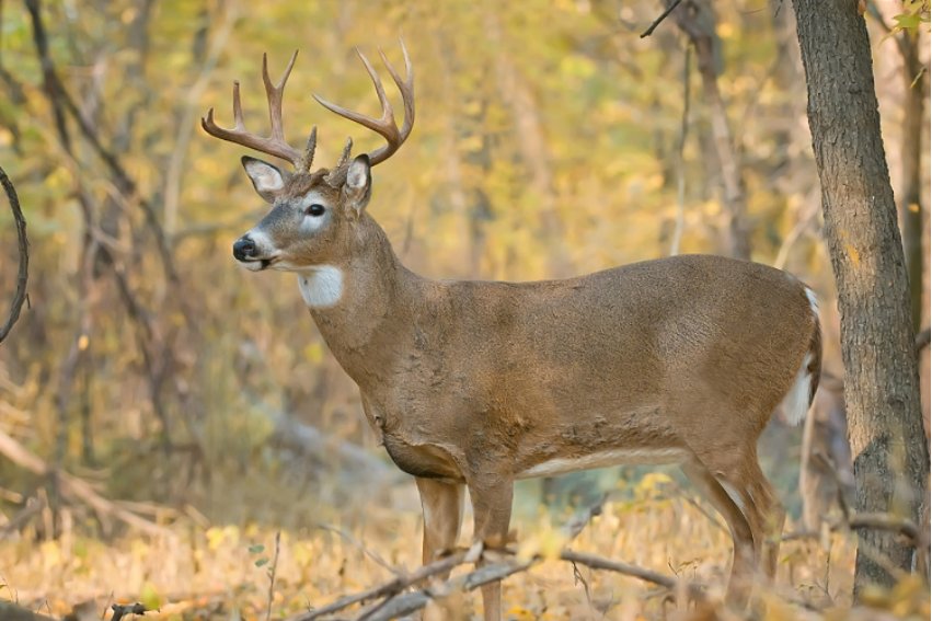 鹿的英语是什么？