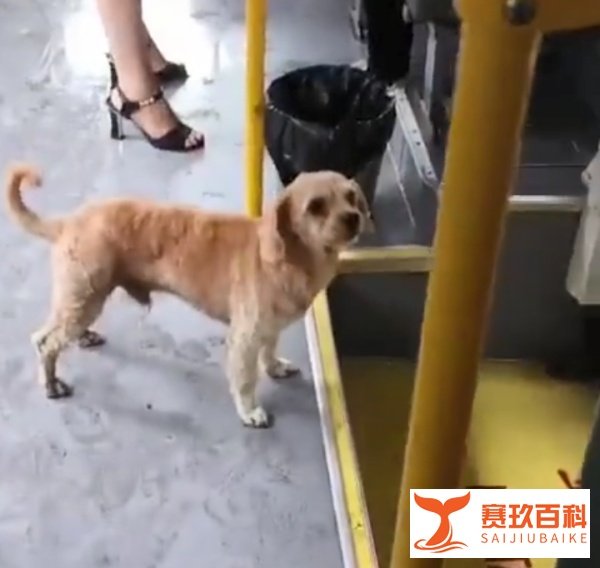 四川一狗狗独自乘公交车走红...网友惊了:它还会听站下车!