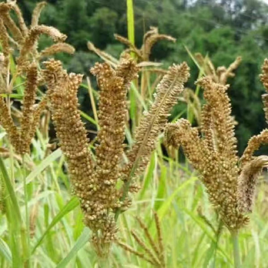 糁子是什么植物