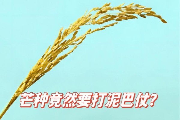 芒种风俗有哪些