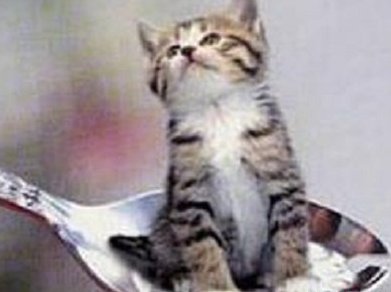 世界上最小的猫 皮堡斯 茶杯猫 皮堡斯多少钱一只