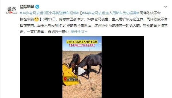 万物皆有灵性！34岁老马去世2匹小马将送葬车拦停
