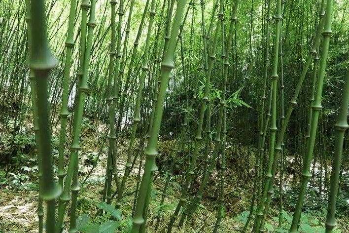 筇字怎么读
