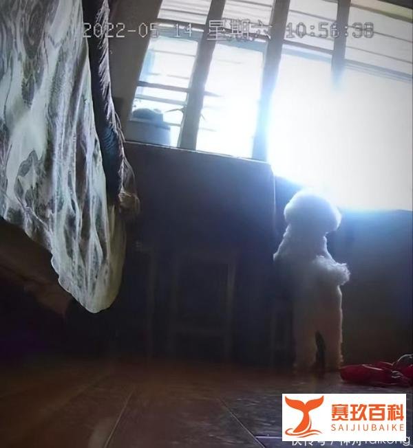 上海一只小狗独自隔离19天，监控视频流出让无数网友心酸