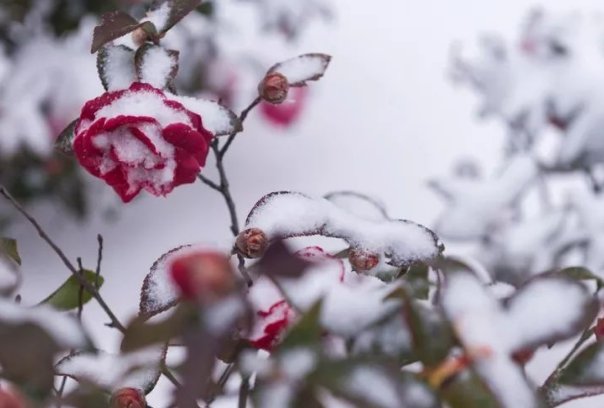 夜雪初霁,荠麦弥望什么意思