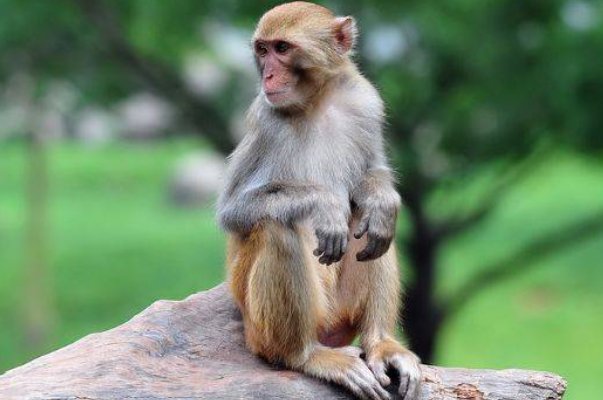 高山深涧打一动物生肖